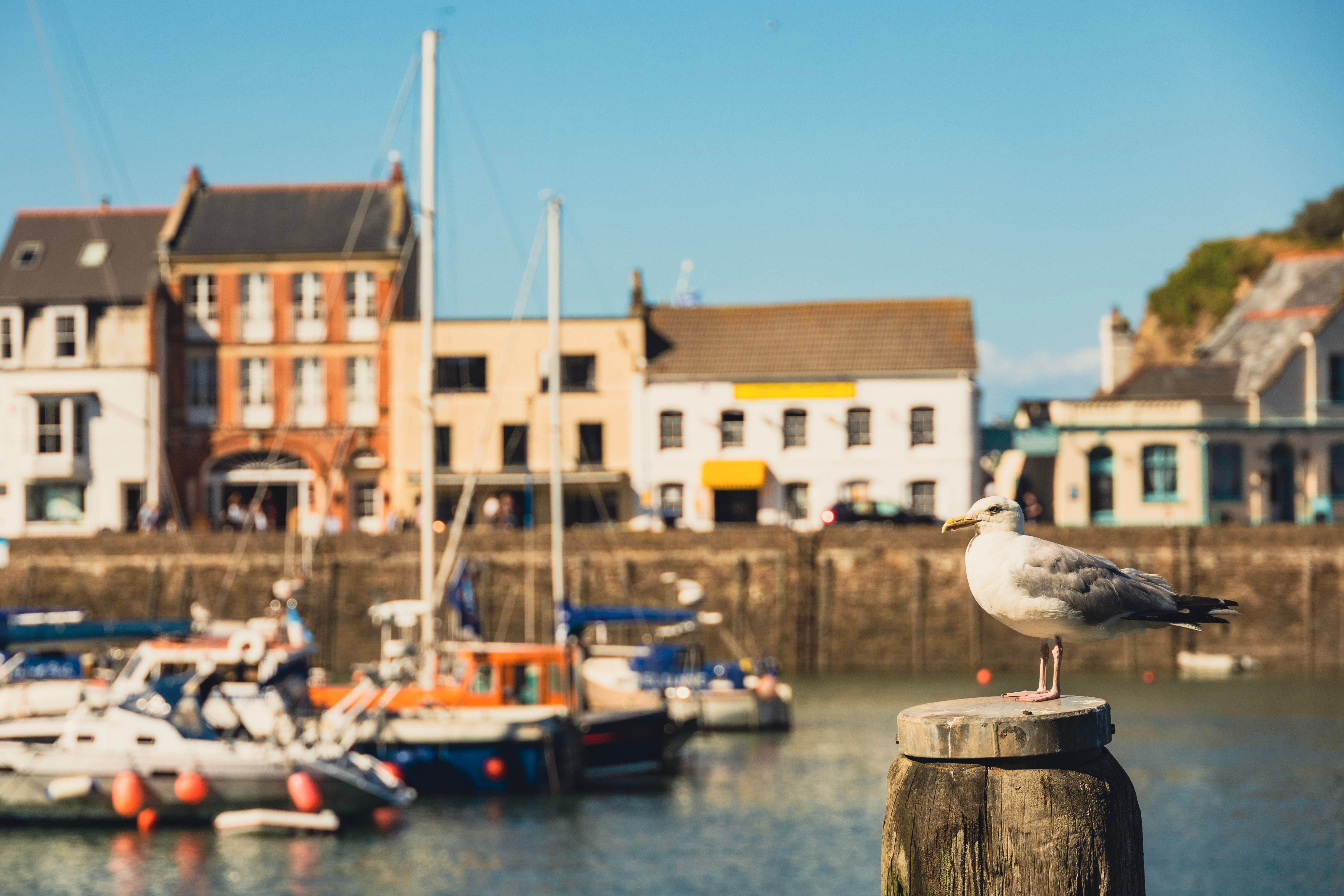 Ilfracombe harbour, with the town terraces above the quay
